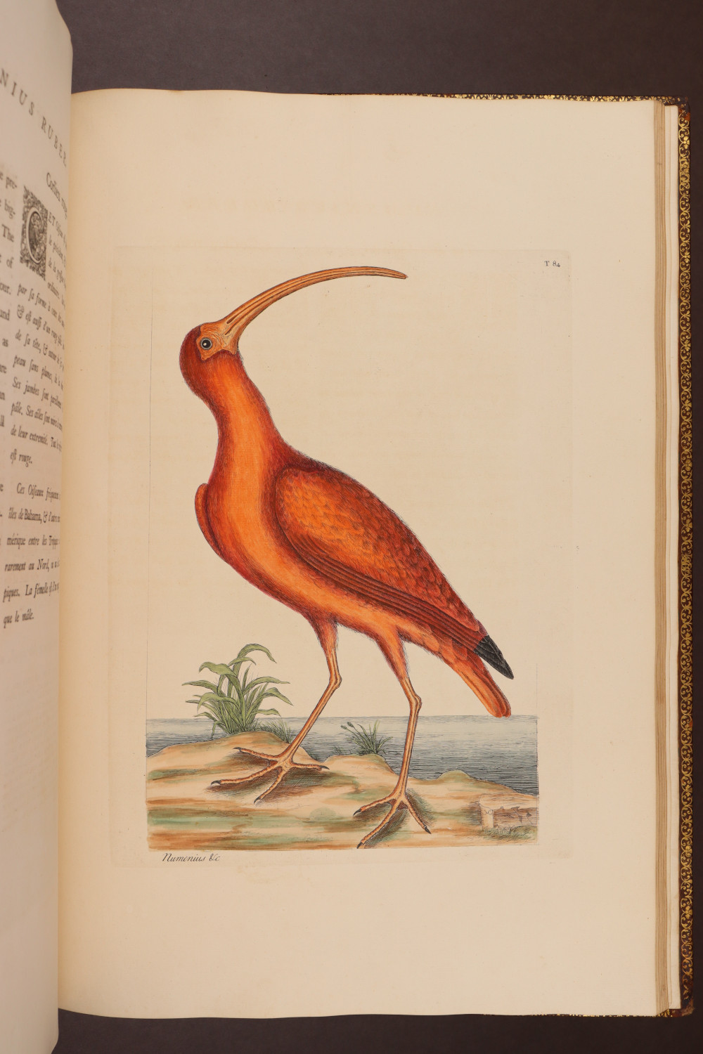 Plate 84